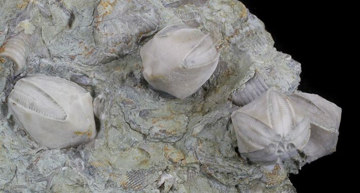Blastoid (Pentremites) Fossils - Illinois #36033